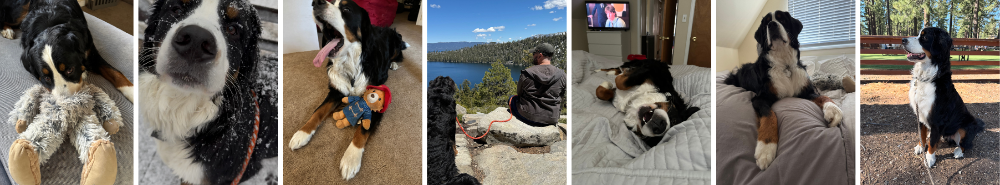 Collage of a dog in various settings with different props
