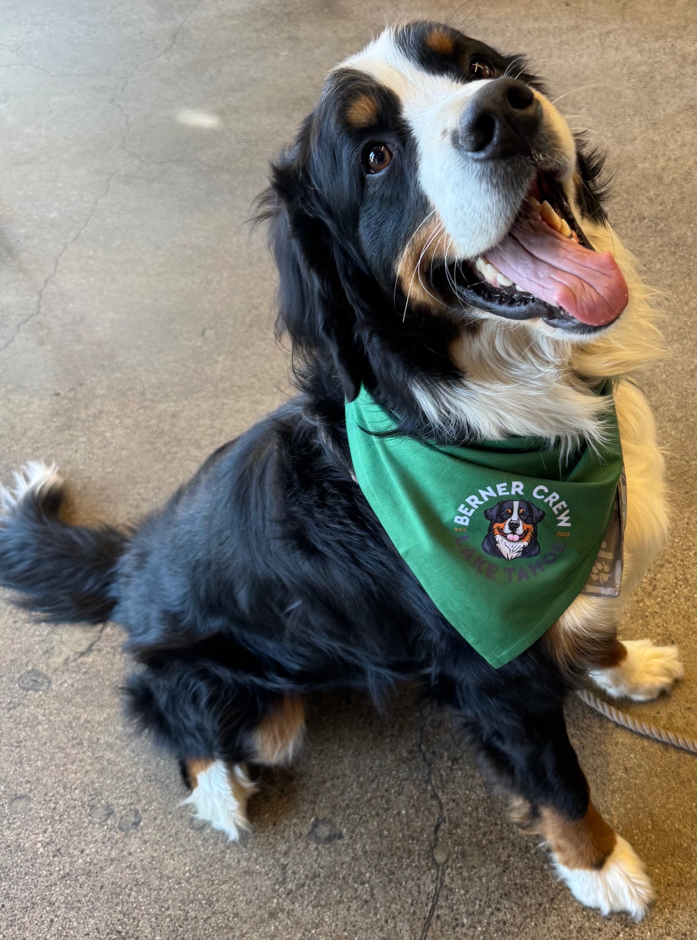 Rumble, a happy Bernese Mountain Dog